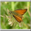 Thymelicus lineola - Schwarzkolbiger Braundickkopffalter m01.jpg